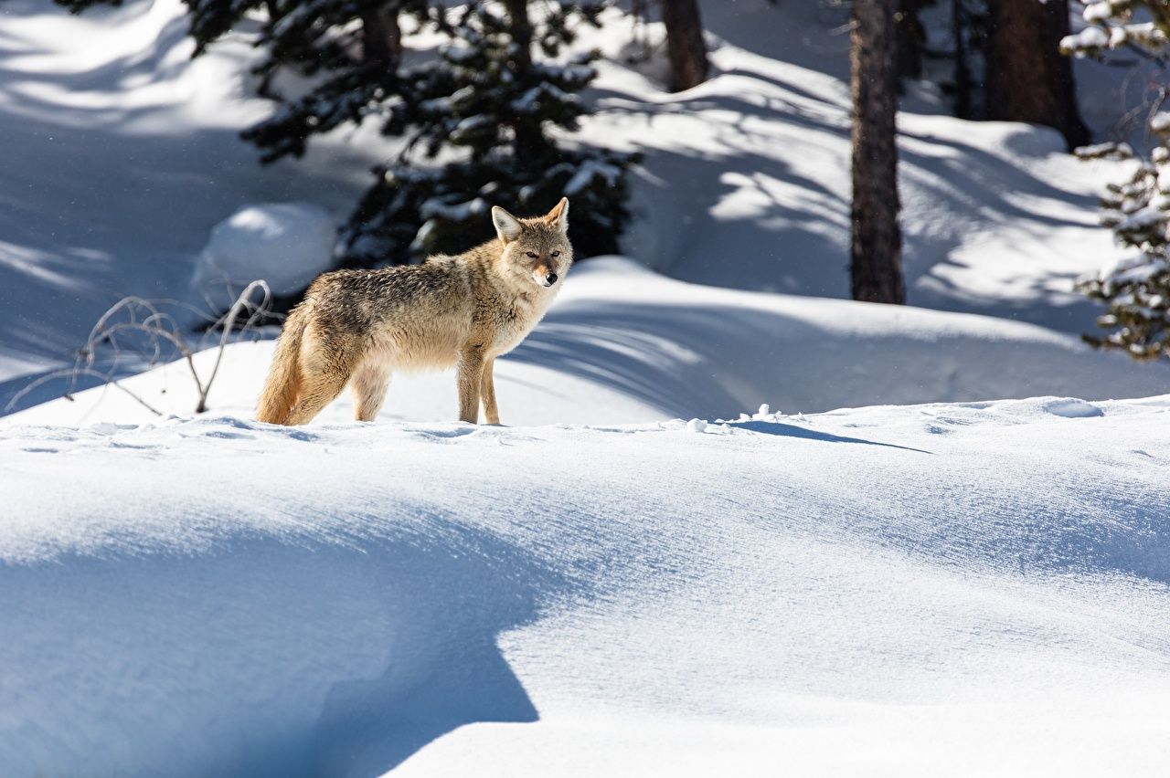 Kojote, Schnee, Wald, Wildtier, HD, Hintergrundbild für den PC