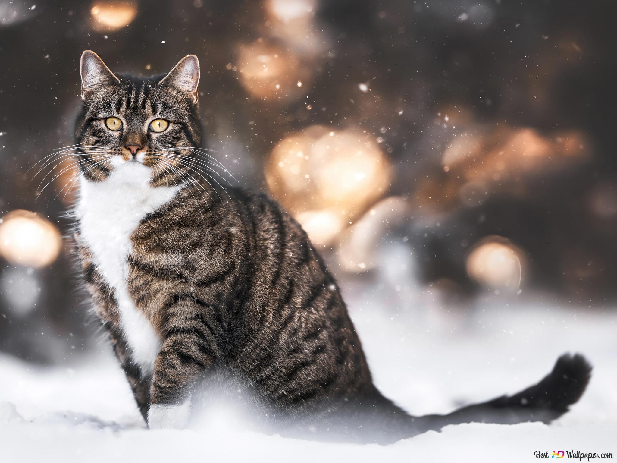 Getigerte Katze, Schnee, Bokeh, Sitzend, Full HD, Hintergrundbild fürs Tablet