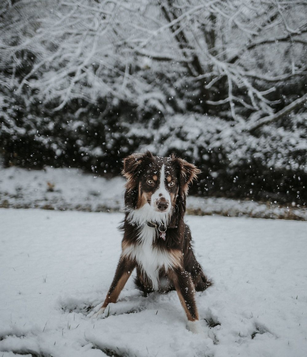 Australian Shepherd, Hund, Schnee, Verschneite Büsche, HD, Hintergrundbild fürs Tablet