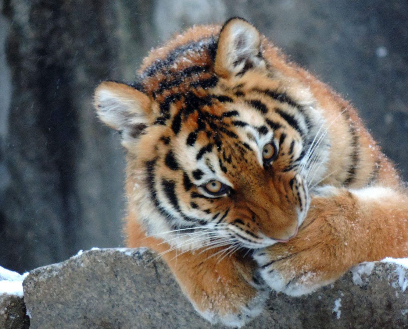 Tiger, Porträt, Fels, Raubkatze, Schnee, HD, Desktop-Hintergrund für Windows