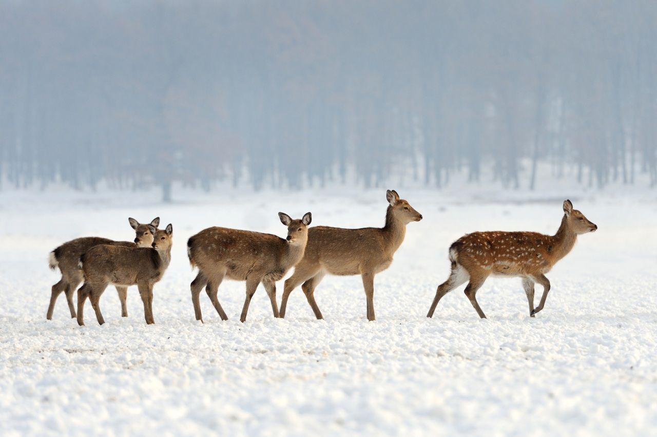 Damhirsche, Rudel, Schneefeld, Wildtiere, HD, Hintergrundbild für den PC