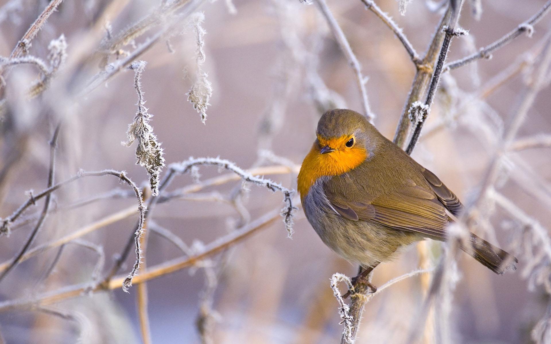 Rotkehlchen, Raureif, Zweige, Vogel, Pastell, Full HD, Desktop-Hintergrund für Windows