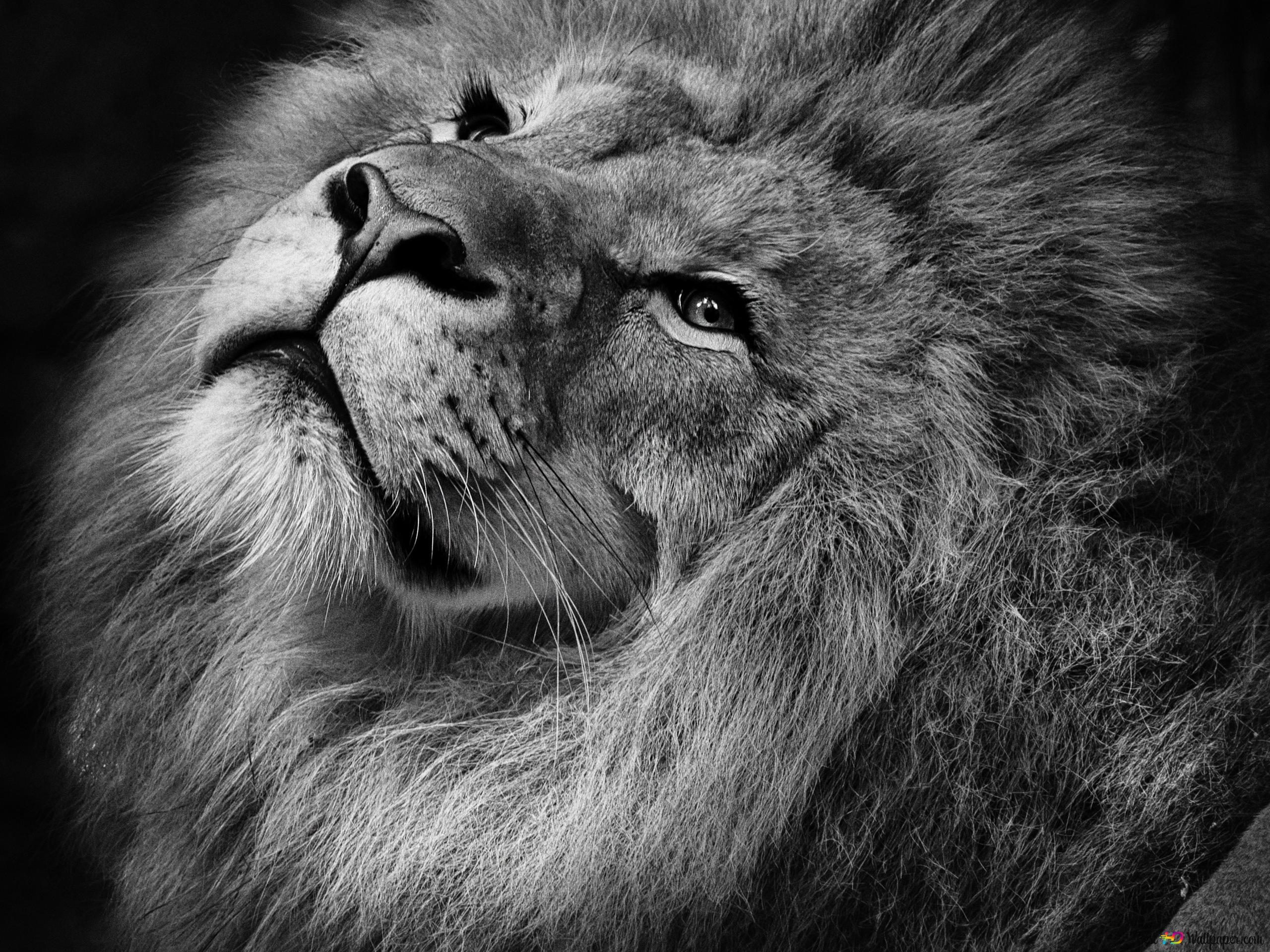 Löwe, Blick nach oben, Mähne, Nahaufnahme, Tierfotografie, Hintergrundbild fürs Tablet