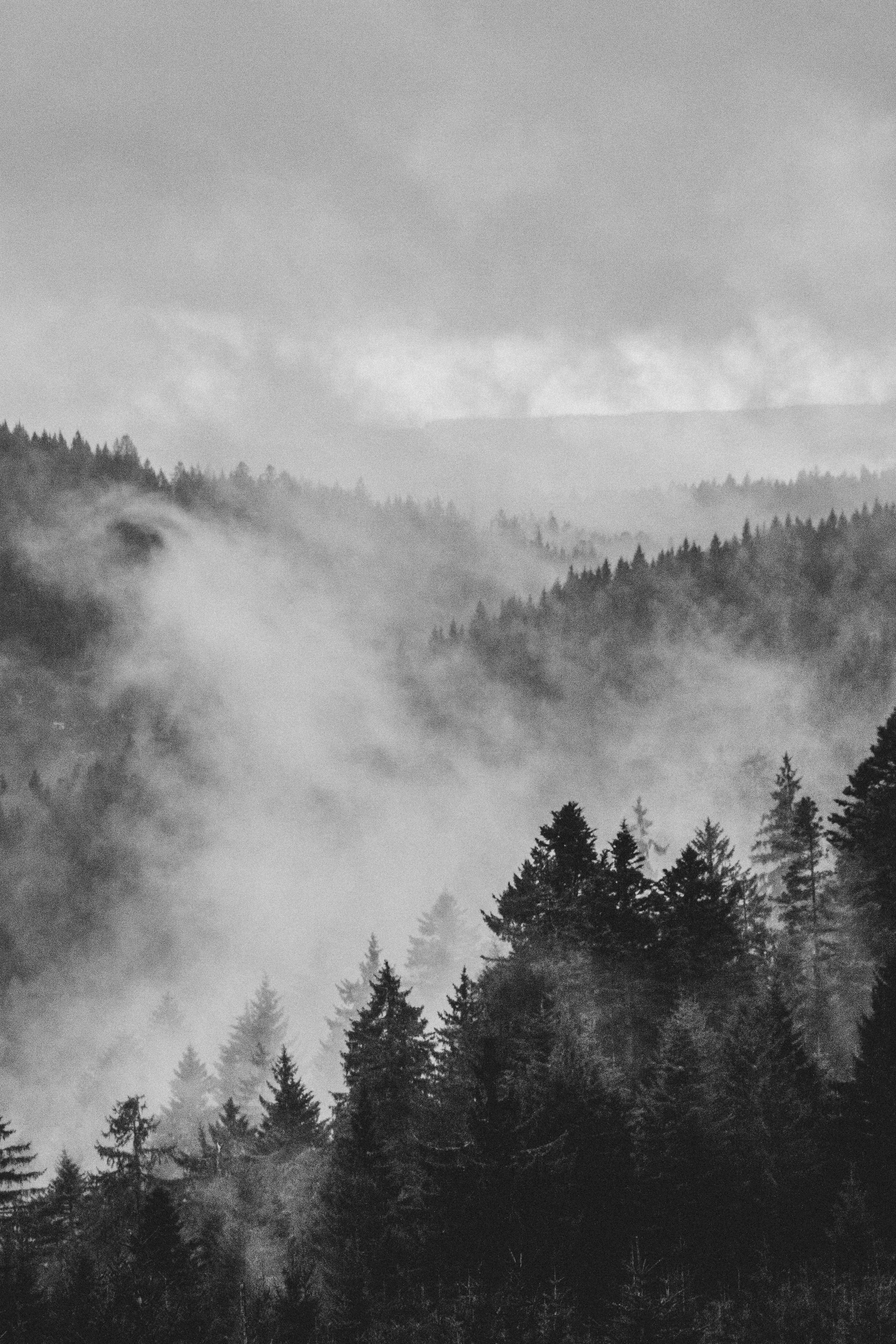 Nebel, Wald, Berge, Schwarz-Weiß, Nadelbäume, QHD+, Handy-Hintergrund im Hochformat