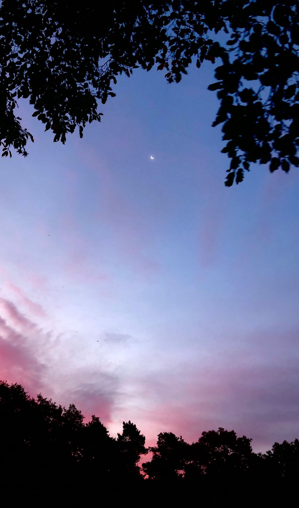 Baum-Silhouetten, Dämmerung, Lila Himmel, Mond, Full HD, Sperrbildschirm fürs iPhone