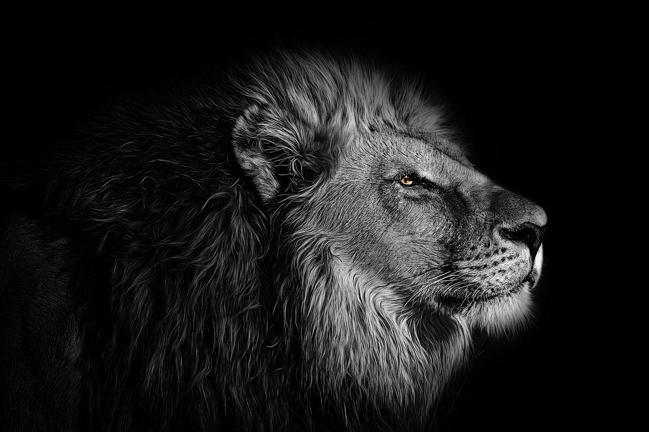 Löwe, Profil, Mähne, Monochrom, Raubkatze, HD, Hintergrundbild für den PC