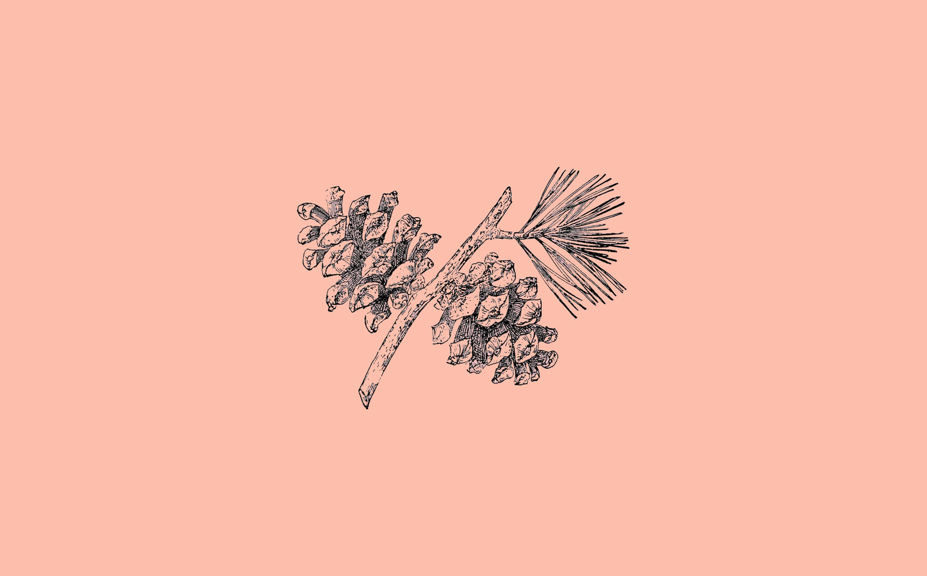 Kiefernzapfen, Zweig, Strichzeichnung, Pfirsichfarbener Hintergrund, Minimalistisch, iMac-Wallpaper