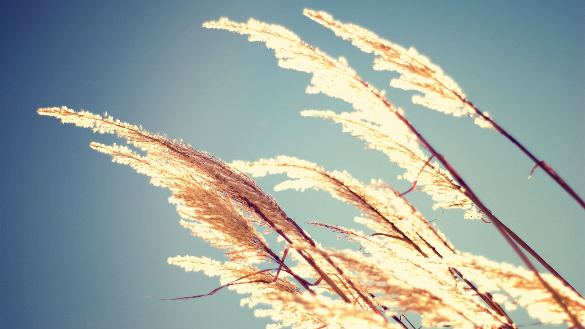 Pampasgras, Gräser, Himmel, Nahaufnahme, Herbst, iMac, Desktop-Hintergrundbild