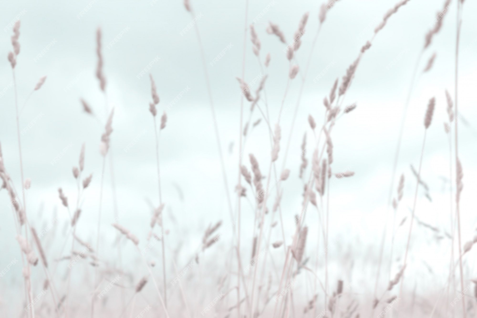 Gräser, Pastell, Weicher Fokus, Natur, Hell, Full HD, Desktop-Hintergrund für Windows