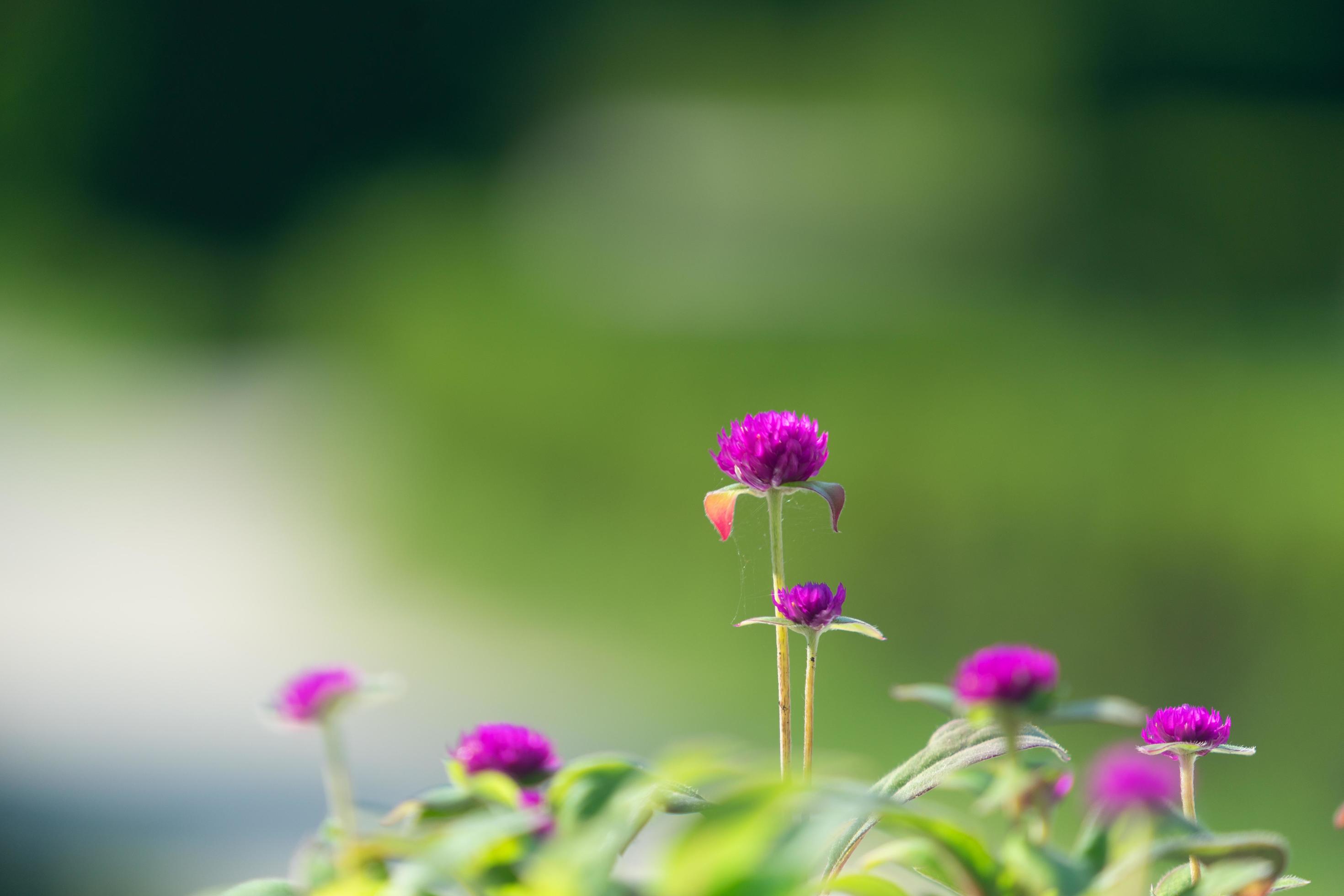 Kugelamarant, Blüten, Magenta, Unscharfer Hintergrund, Grün, 2K Wallpaper