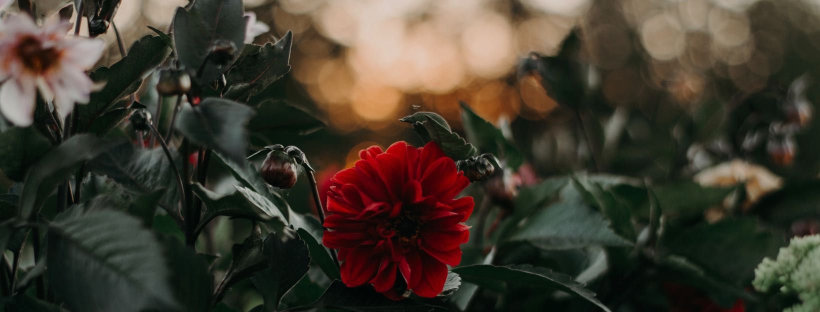 Dahlie, Rote Blüte, Garten, Bokeh, HD, Hintergrundbild für den PC