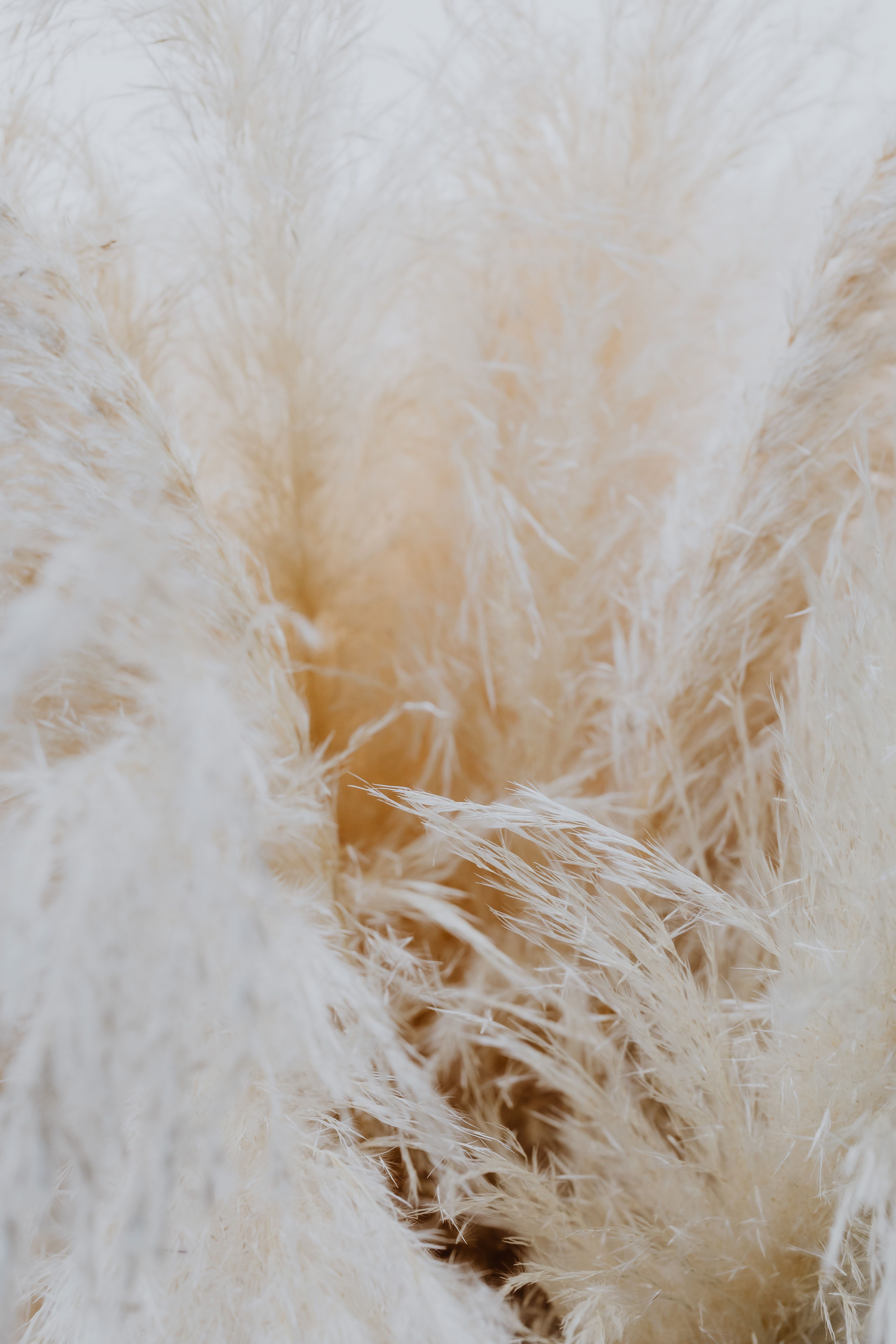 Pampasgras, Beige, Nahaufnahme, Boho, Hochformat, Hintergrundbild fürs Smartphone