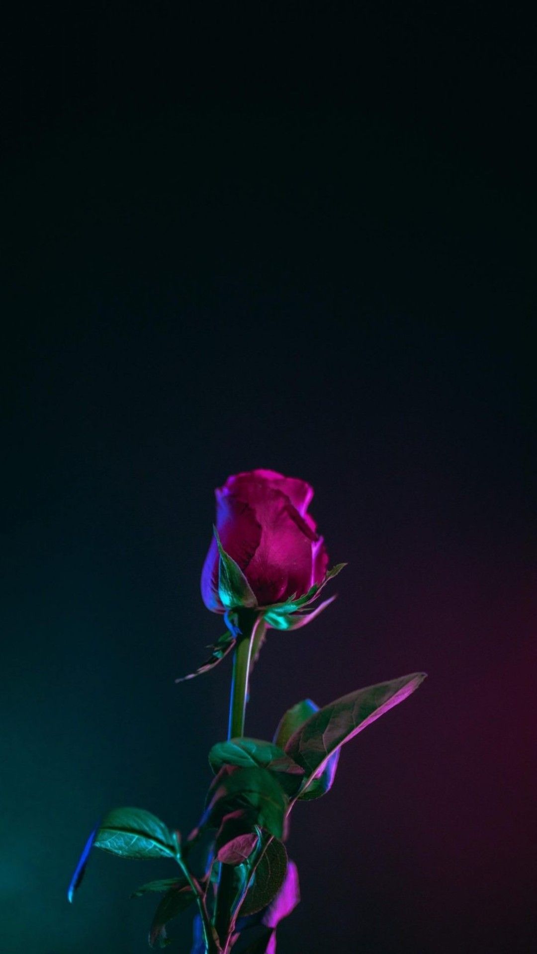 Rose, Rot, Dunkel, Türkis, Minimalistisch, Full HD, Handy-Hintergrund im Hochformat