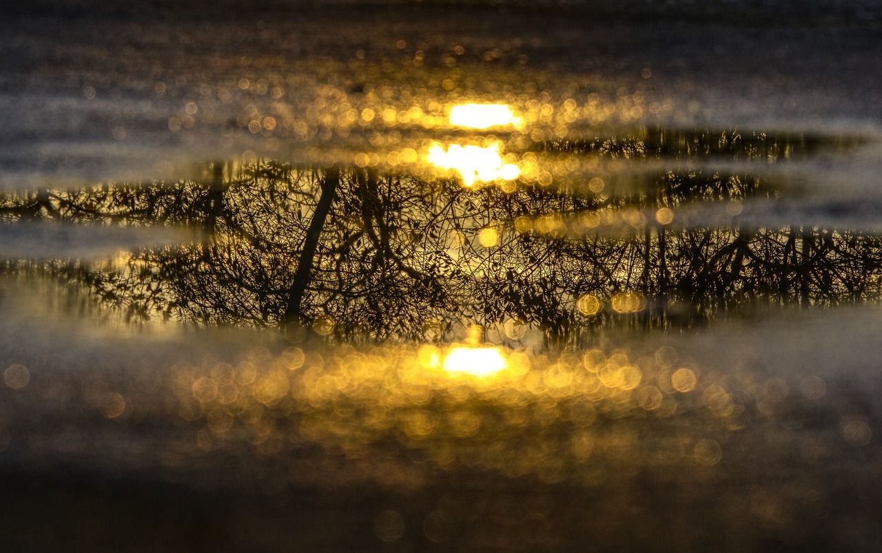 Pfütze, Spiegelung, Bäume, Gegenlicht, Gold, 16:10, HD-Hintergrundbild für den Desktop