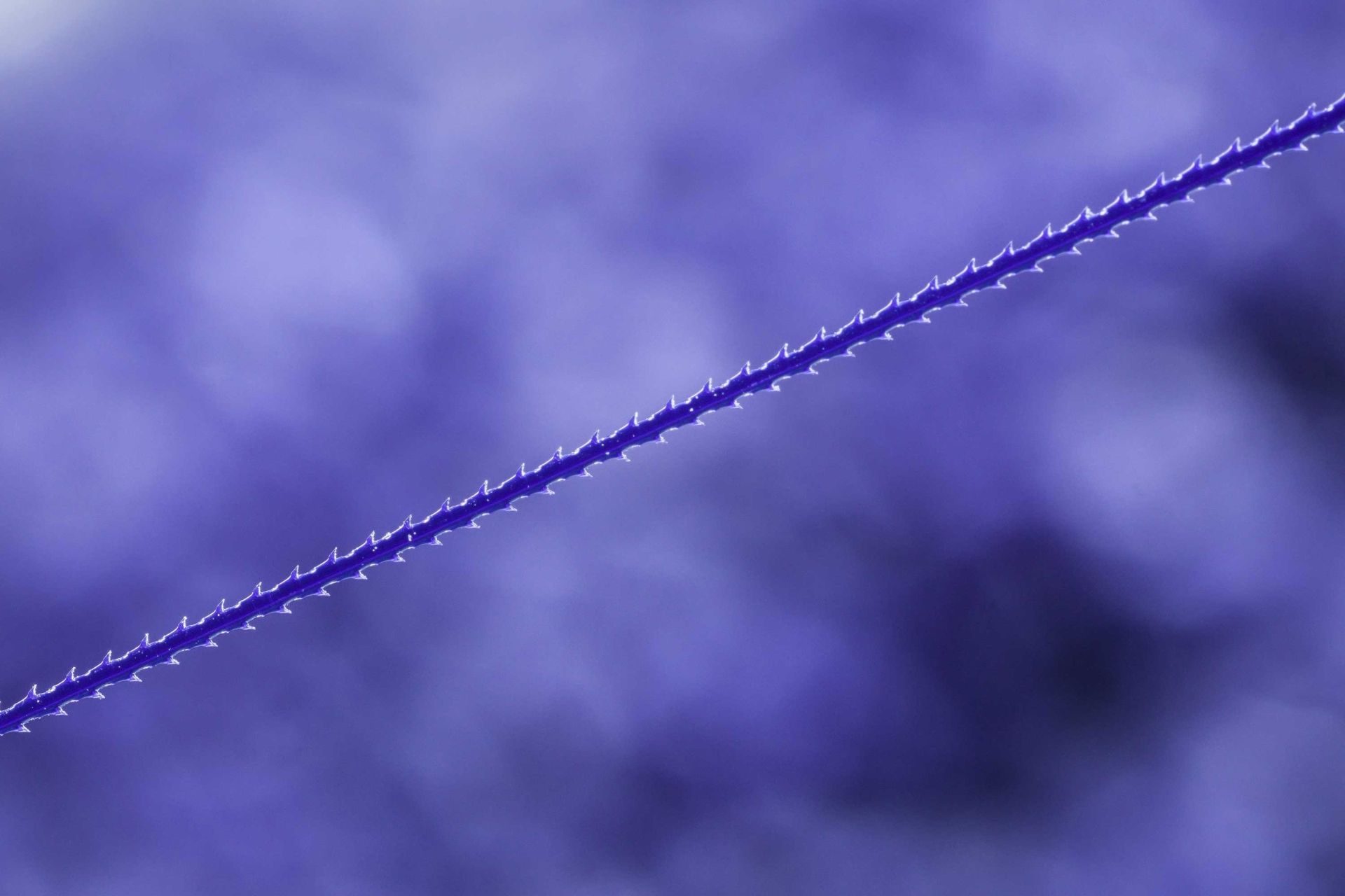 Wassertropfen, Draht, Lila, Makro, Unscharfer Hintergrund, Full HD Wallpaper