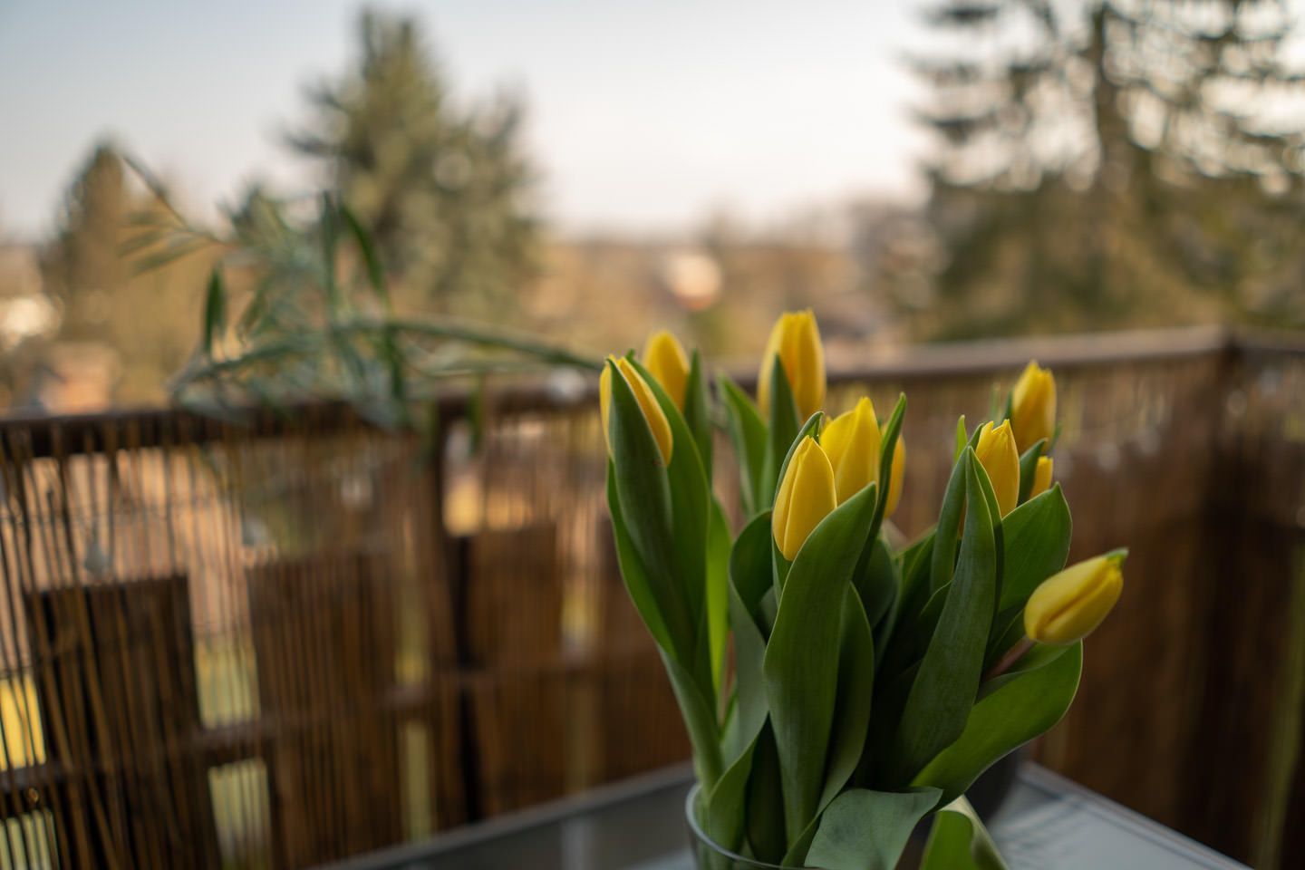 Tulpen, Gelbe Blüten, Balkon, Frühling, Tiefenschärfe, HD, Desktop-Hintergrund für Windows