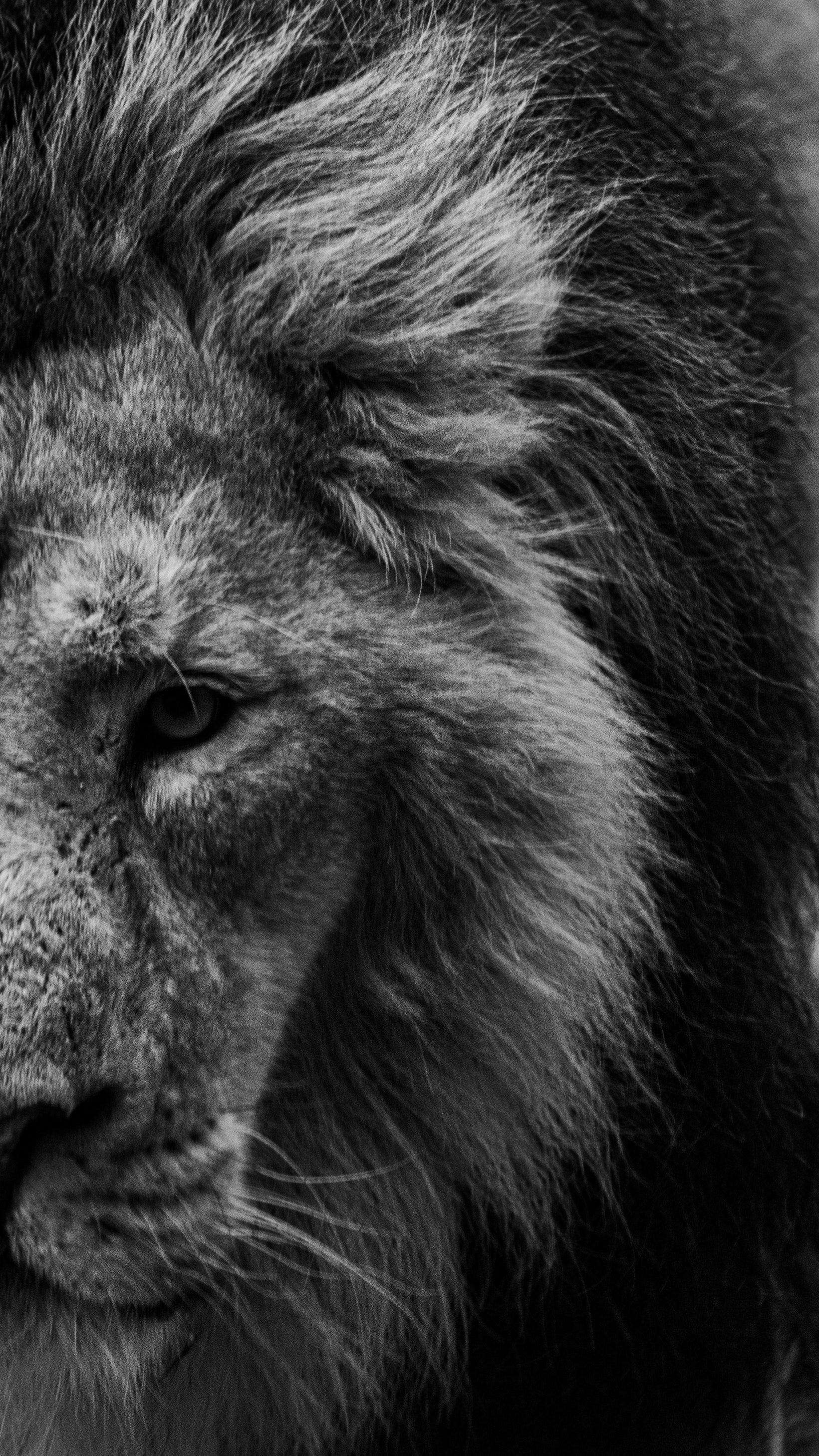 Löwe, Halbes Gesicht, Mähne, Schwarzer Hintergrund, Dramatisch, Sperrbildschirm fürs iPhone