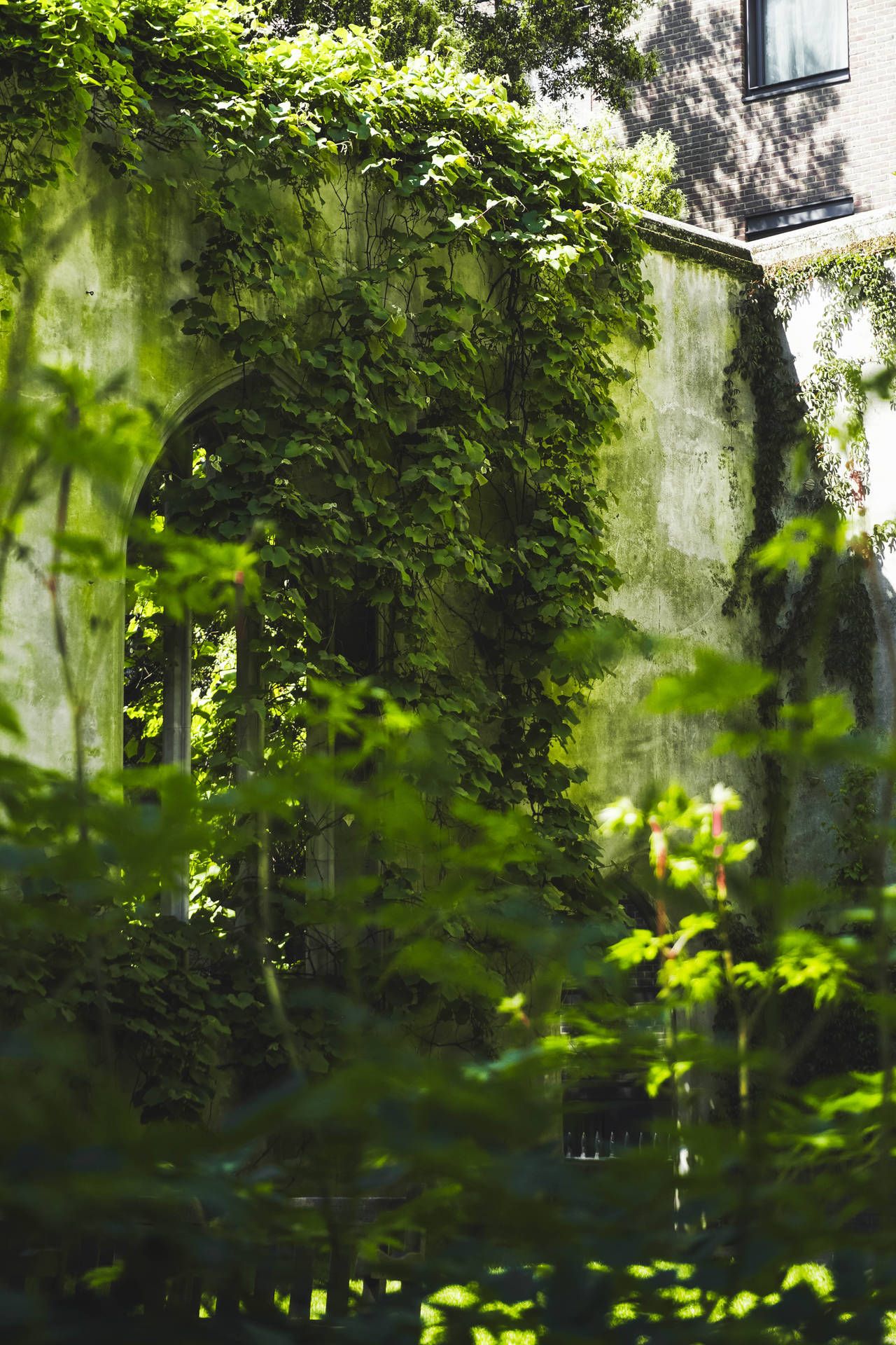 Efeu, Ruine, Überwuchert, Sonnenlicht, Natur, Full HD, Sperrbildschirm fürs iPhone