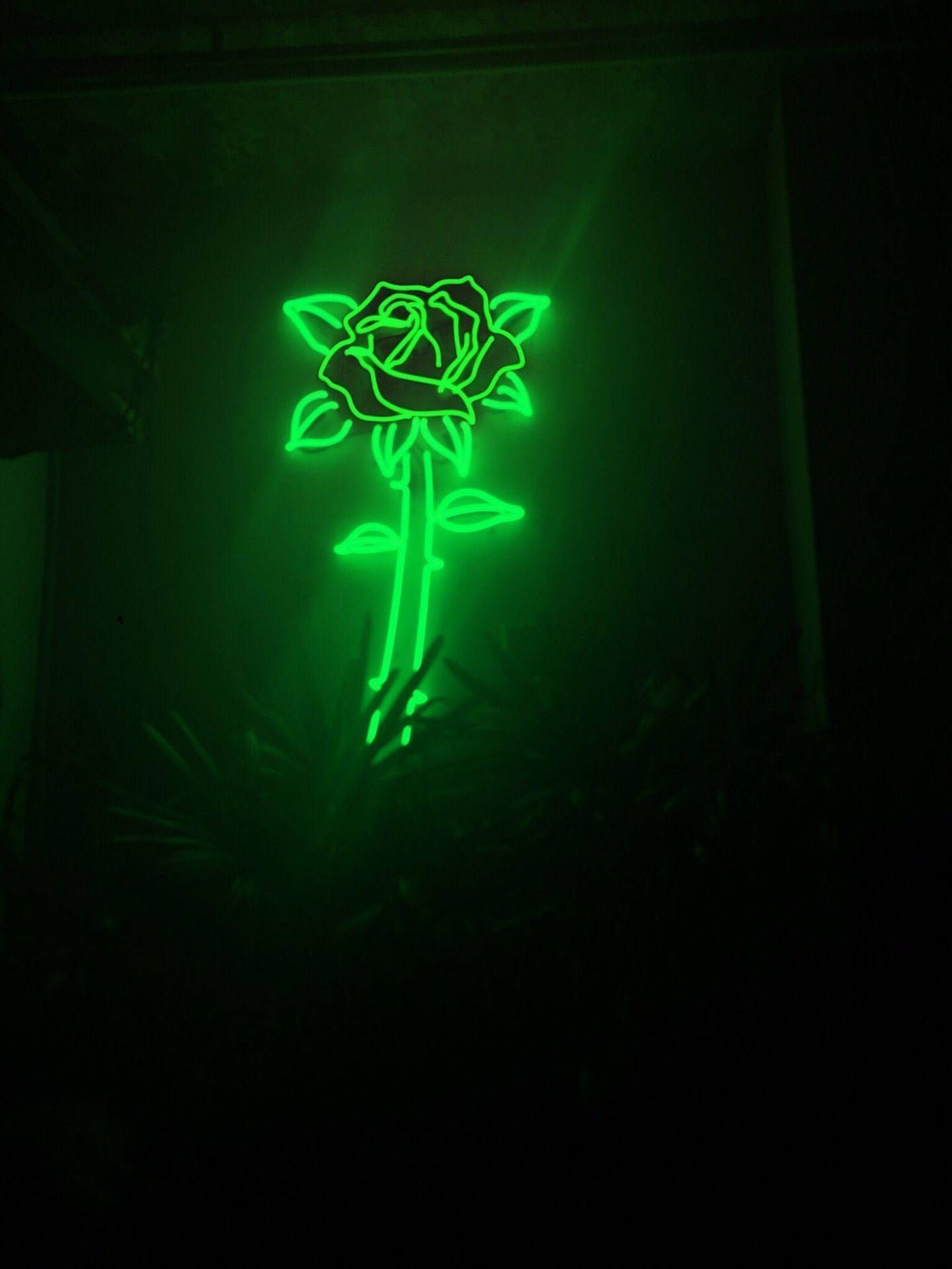 Rose, Neonlicht, Schwarzer Hintergrund, Leuchtend, Neongrün, QHD+ Wallpaper