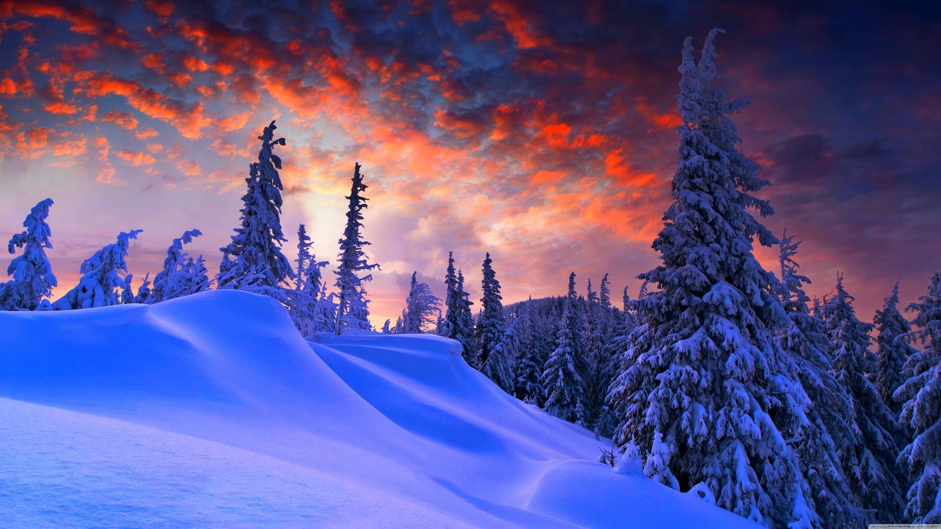 Verschneite Tannen, Sonnenuntergang, Roter Himmel, Schneeverwehung, Winterlandschaft, 1080p-Hintergrundbild