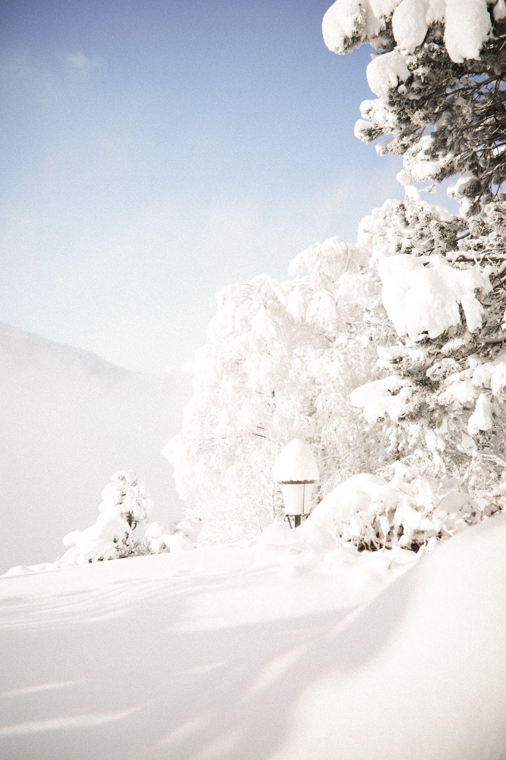 Verschneiter Baum, Sonnenlicht, Tiefschnee, Hell, HD, Hintergrundbild fürs Handy