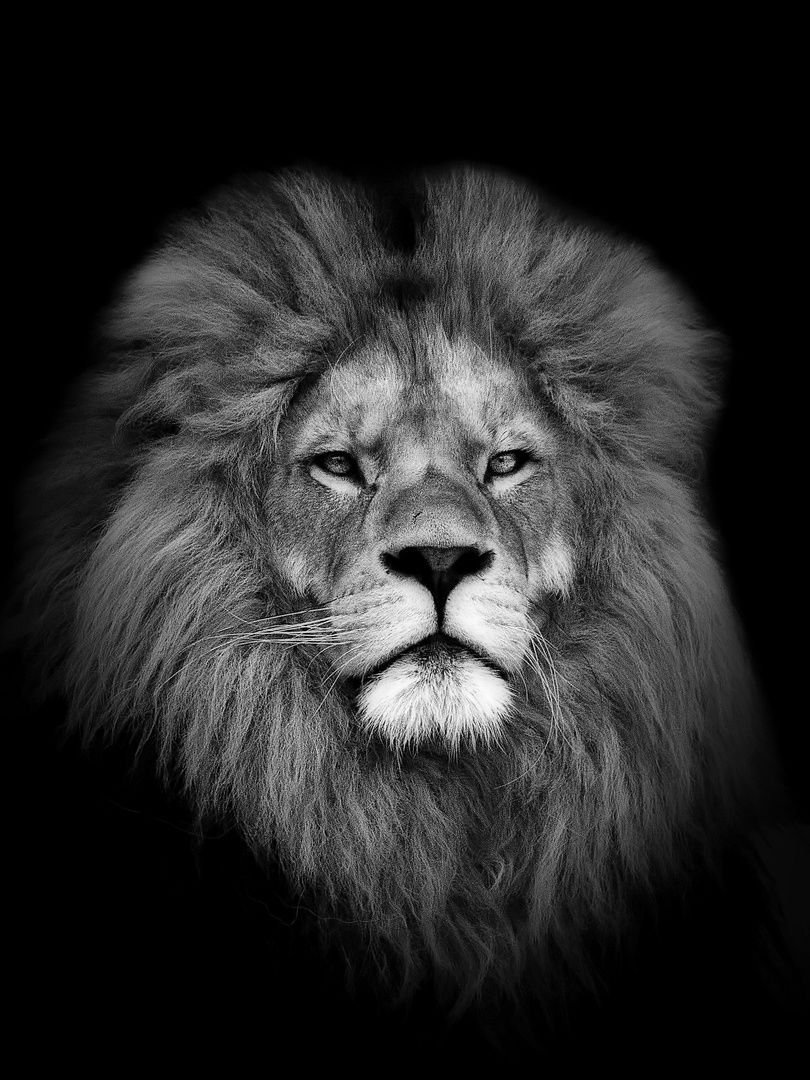 Löwe, Porträt, Mähne, Schwarzer Hintergrund, Frontalansicht, HD Wallpaper