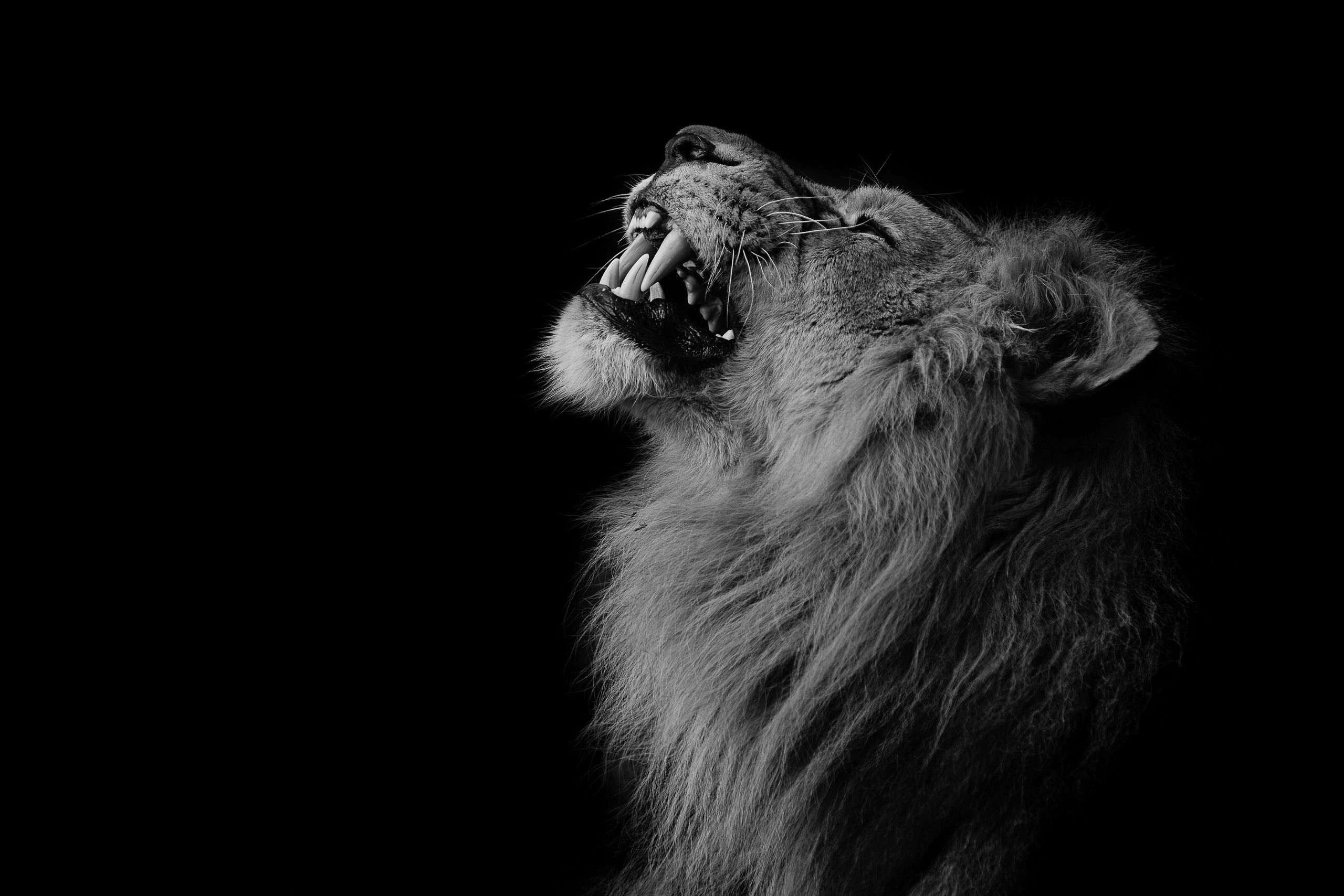 Löwe, Brüllen, Profil, Schwarzer Hintergrund, Schwarz-Weiß, 2K Wallpaper