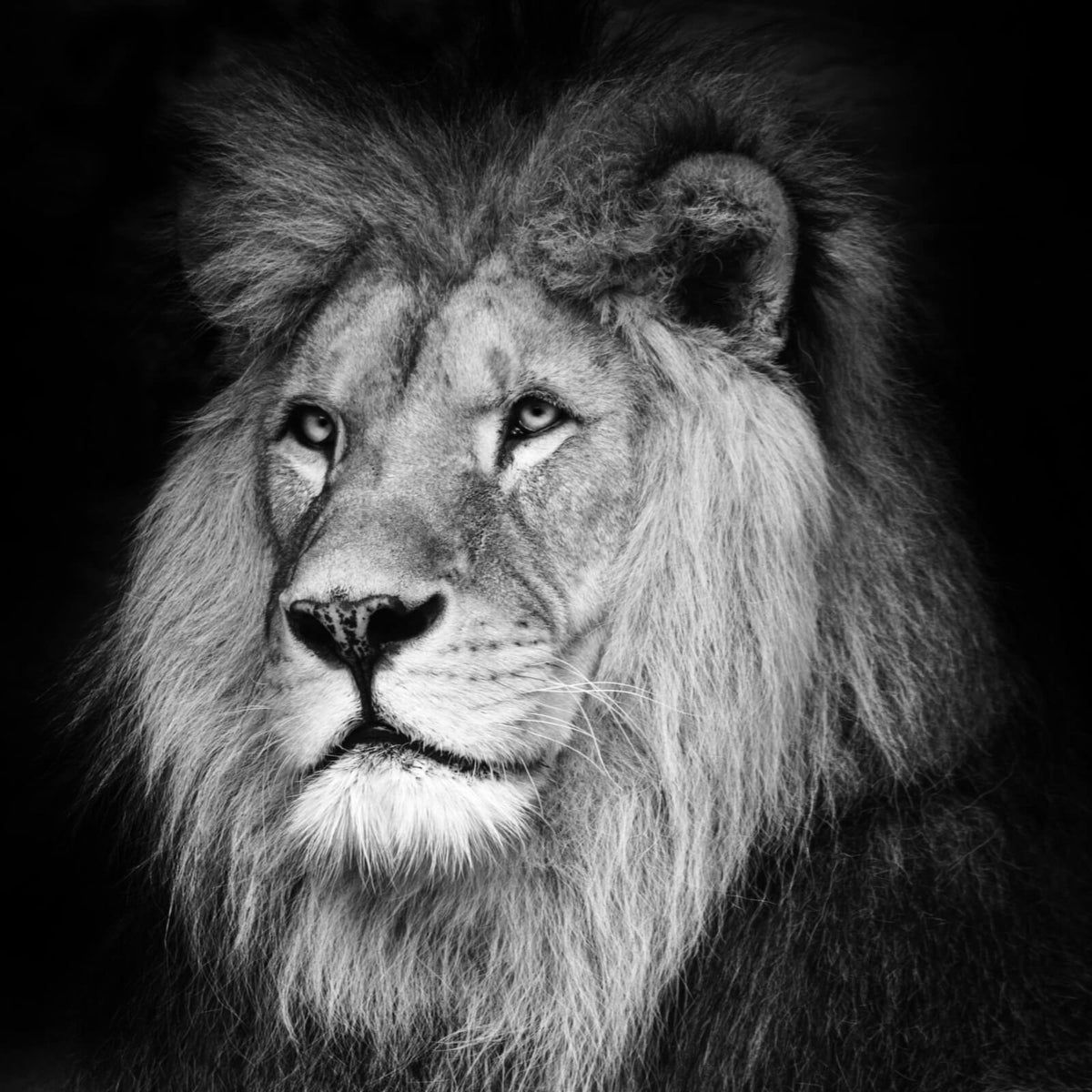 Löwe, Nahaufnahme, Mähne, Monochrom, Majestätisch, Hintergrundbild für iPad und Tablet