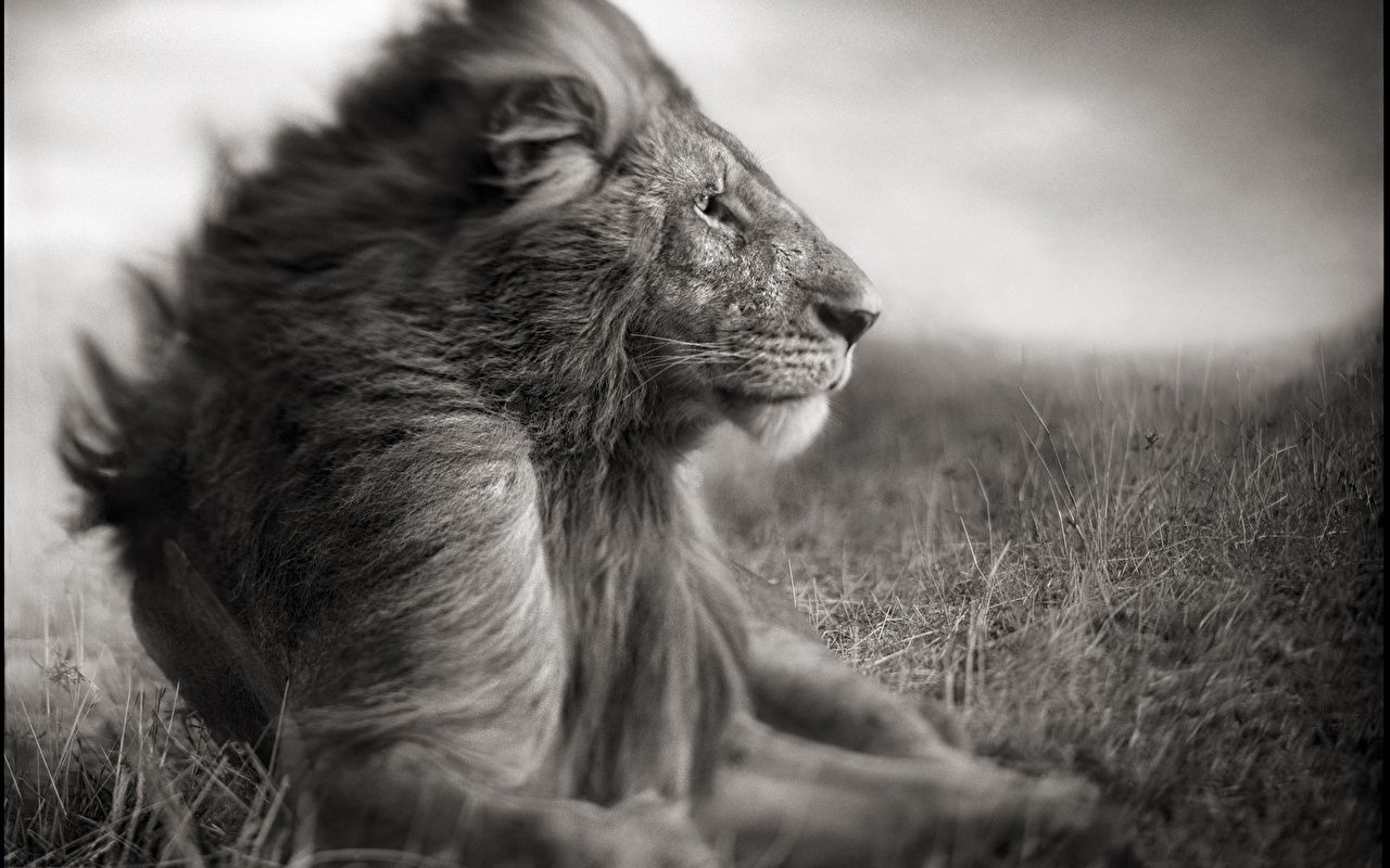 Löwe, Wind, Wehende Mähne, Savanne, Gras, Schwarz-Weiß, HD, Hintergrundbild für den PC