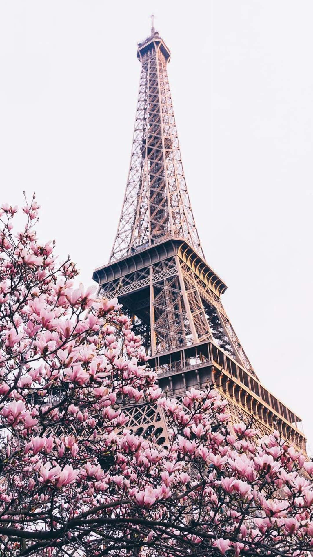 Eiffelturm, Paris, Magnolienblüte, Frühling, Froschperspektive, 1080x1920, Handy-Hintergrund