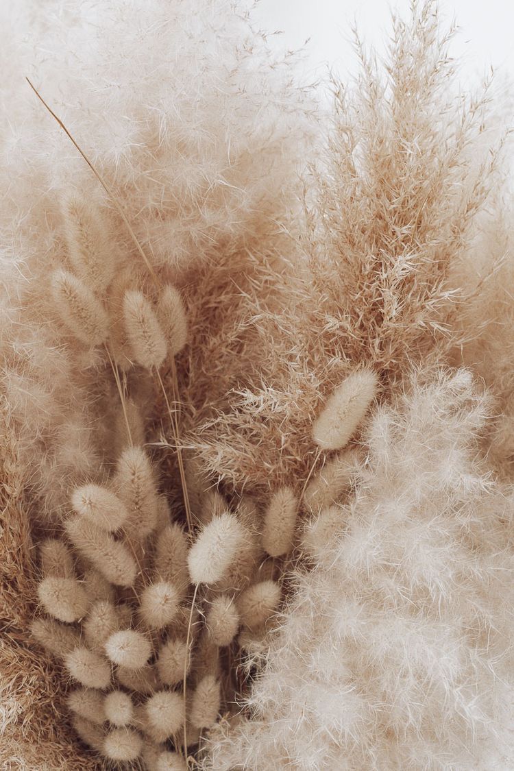 Pampasgras, Trockenblumen, Hasenschwanzgras, Boho, Natur, HD, iPhone-Hintergrundbild