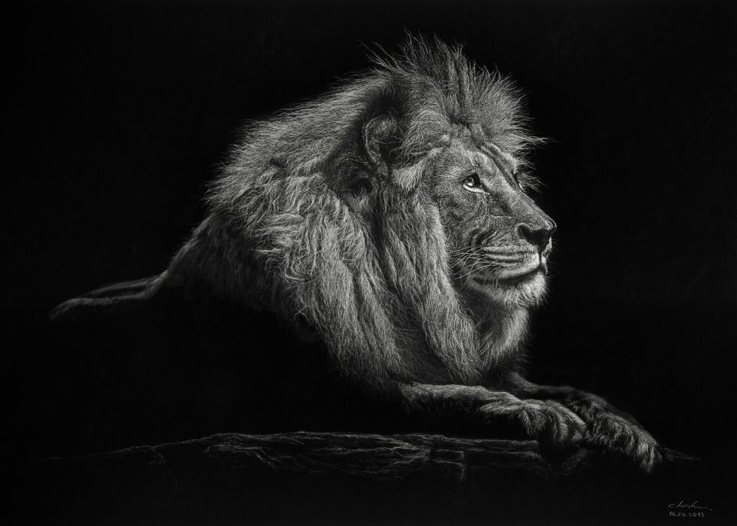 Löwe, Liegend, Zeichnung, Schwarzer Hintergrund, Kunst, Wallpaper