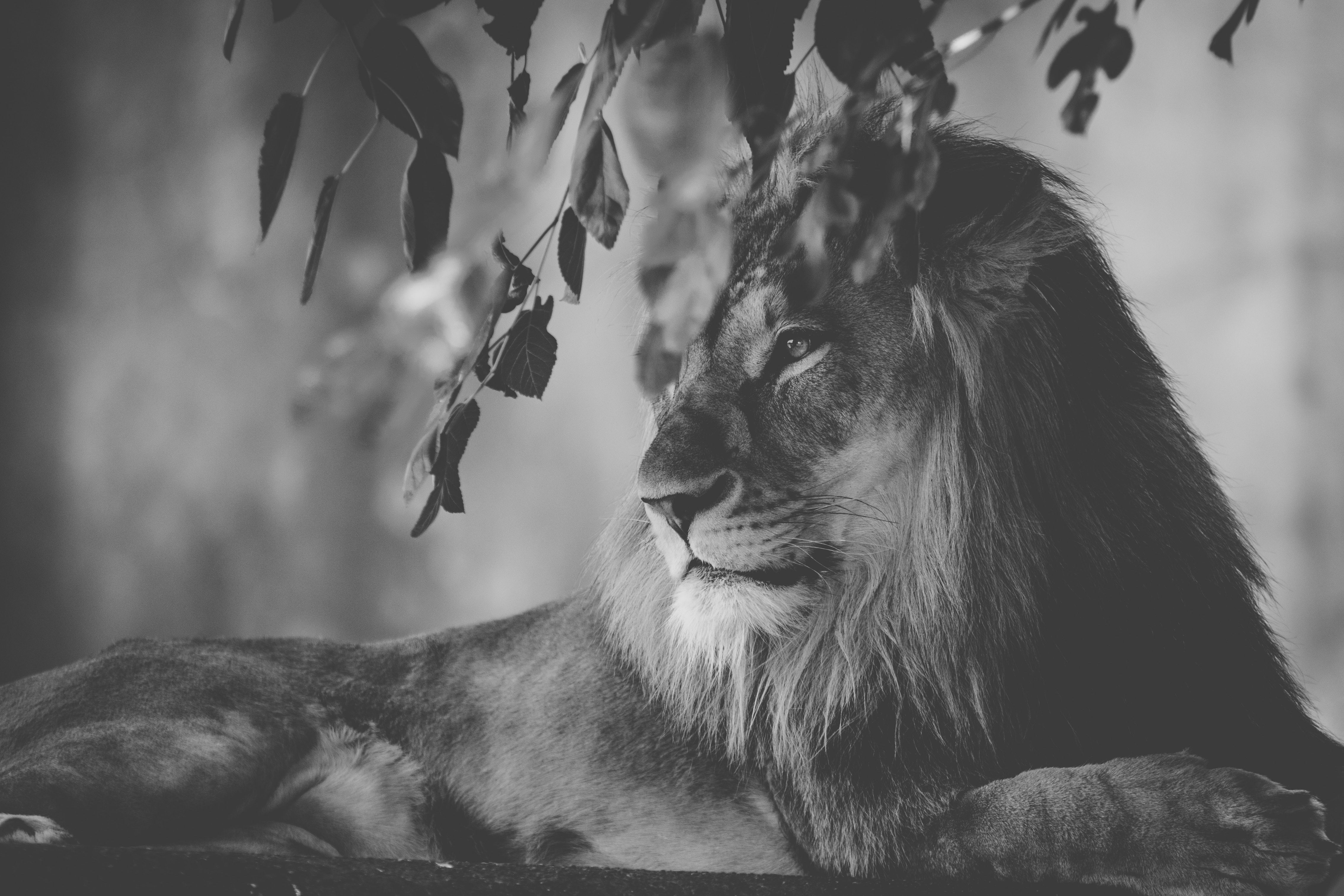 Löwe, Ruhend, Blätter, Grautöne, Tierfotografie, 4K, Desktop-Hintergrund für Windows