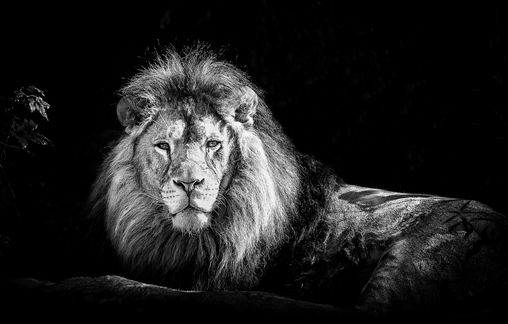 Löwe, Liegend, Mähne, Schwarzer Hintergrund, Tierfotografie, HD Wallpaper