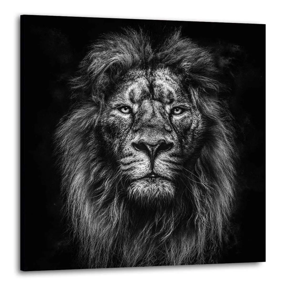 Löwe, Porträt, Leinwanddruck, Mähne, Schwarz-Weiß, Hintergrundbild für iPad und Tablet
