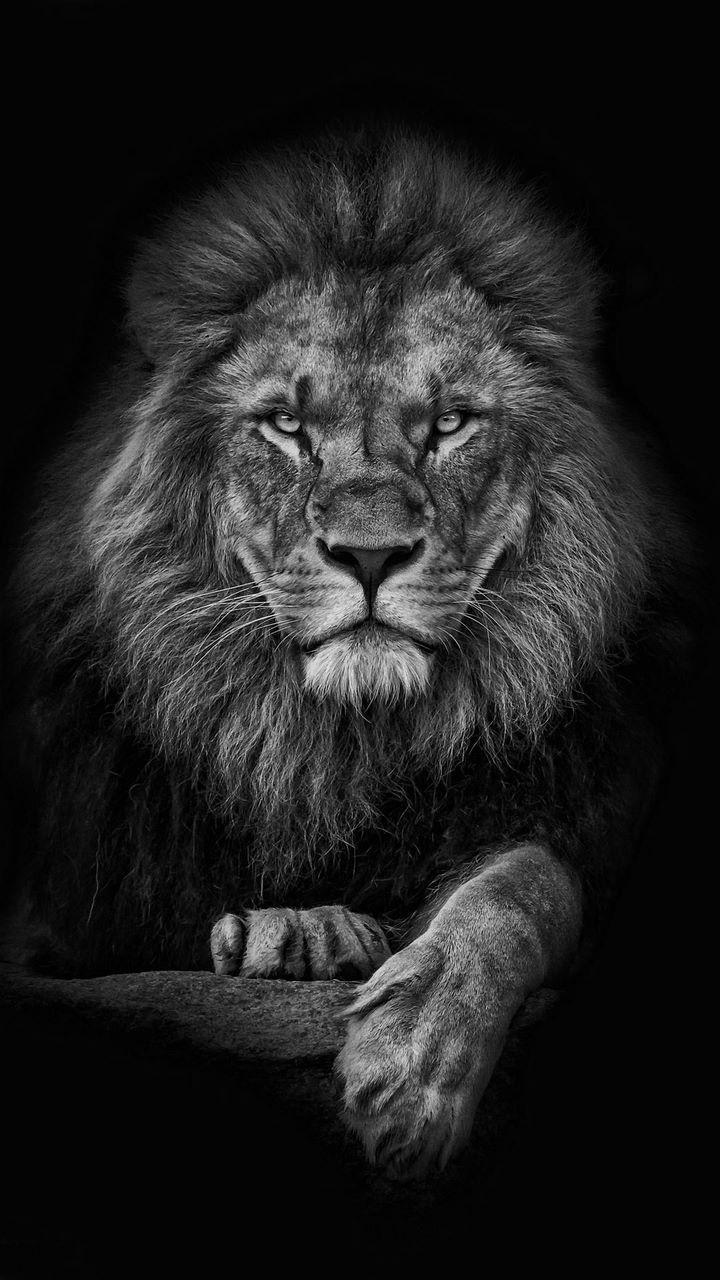 Löwe, Pfoten, Porträt, Schwarzer Hintergrund, Hochformat, Sperrbildschirm fürs iPhone