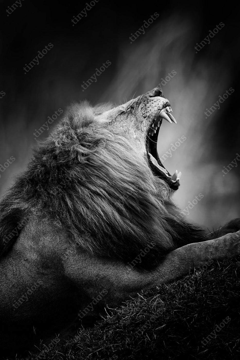 Löwe, Brüllen, Felsen, Dunkel, Monochrom, HD, Handy-Hintergrund im Hochformat