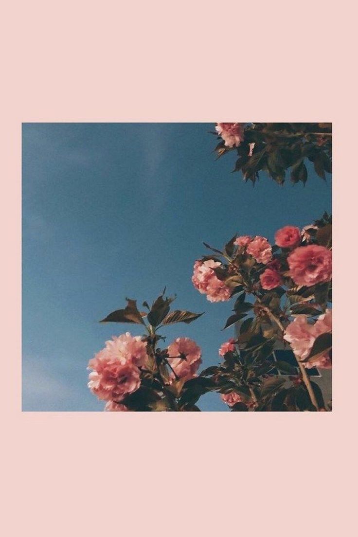 Rosen, Blauer Himmel, Rosa Rahmen, Blüten, Pastellfarben, HD, Handy-Hintergrundbild
