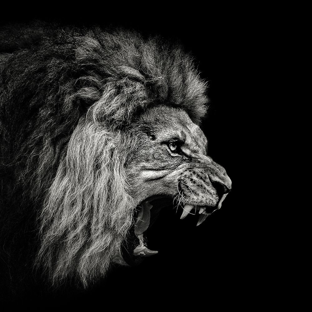 Löwe, Fauchen, Profil, Schwarzer Hintergrund, Aggressiv, Wallpaper