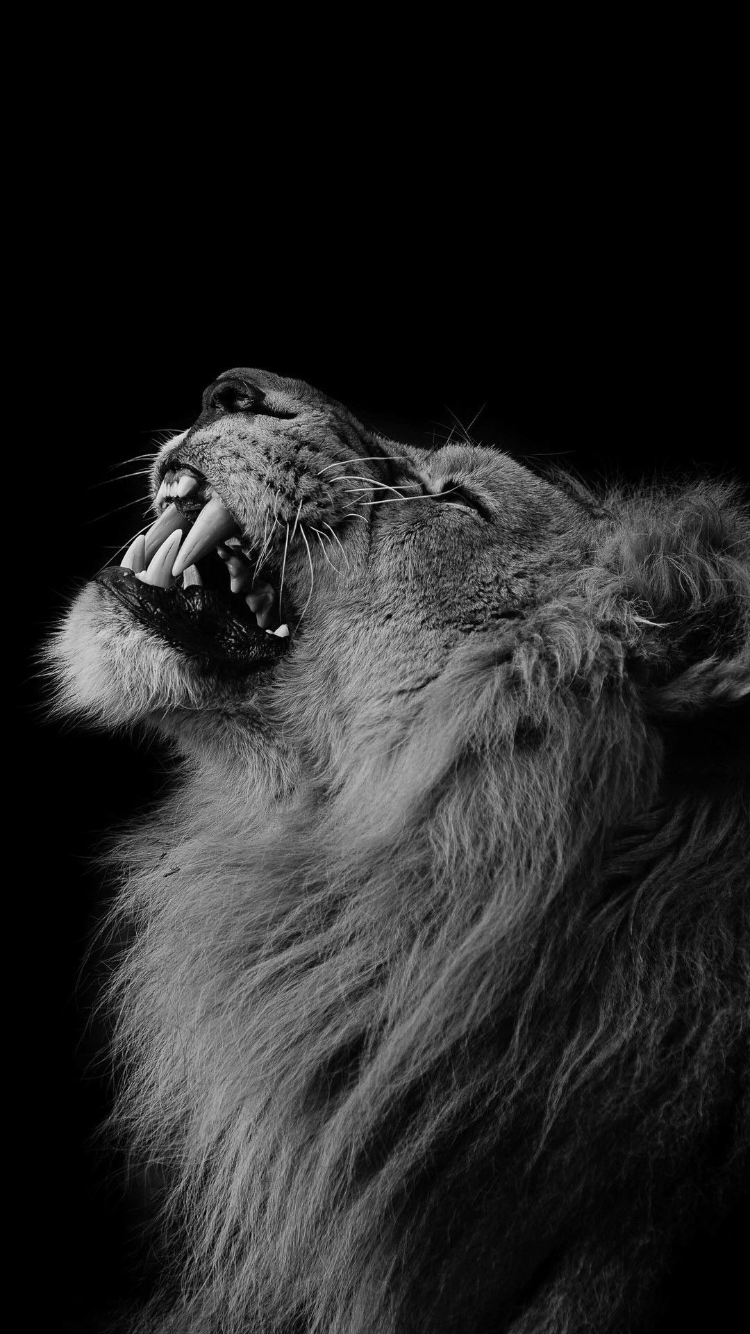 Löwe, Brüllen, Mähne, Schwarzer Hintergrund, Full HD, Sperrbildschirm fürs iPhone