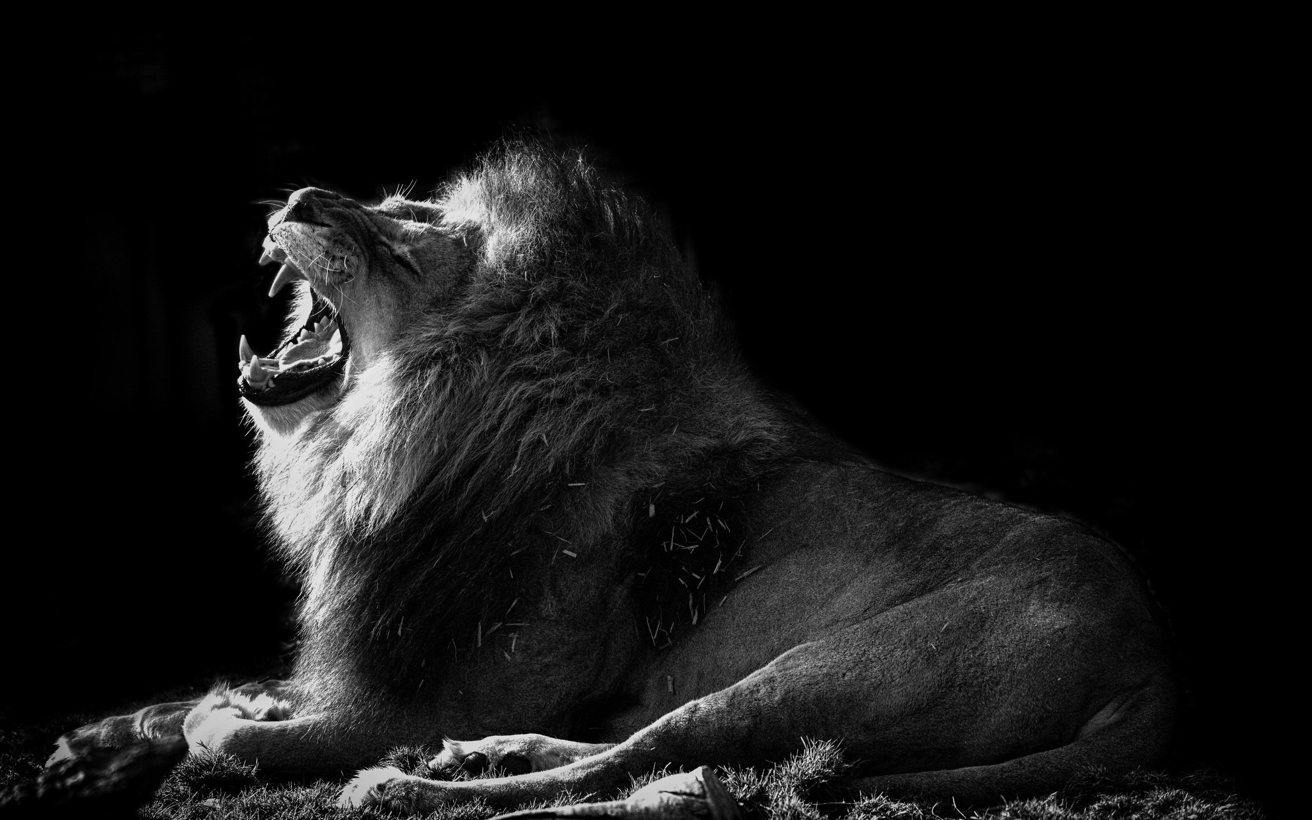 Löwe, Brüllen, Liegend, Schwarzer Hintergrund, Schwarz-Weiß, 2K Wallpaper