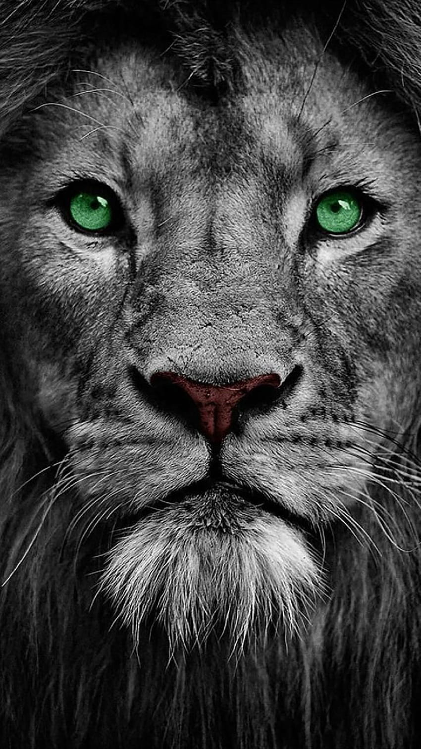 Löwe, Grüne Augen, Colorkey, Porträt, Nahaufnahme, Hintergrundbild für iPhone und Android