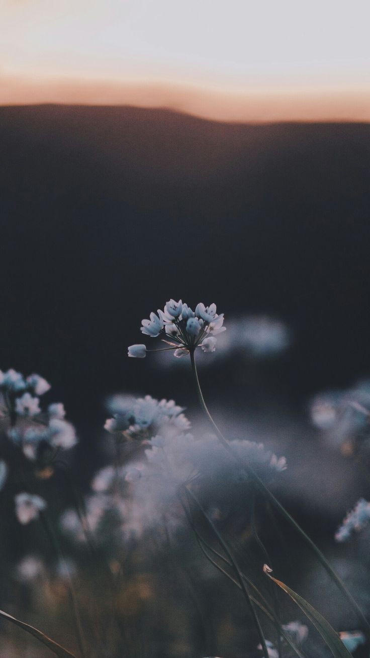 Wildblumen, Abendlicht, Hügel, Dunkle Töne, Bokeh, HD, Handy-Hintergrund im Hochformat