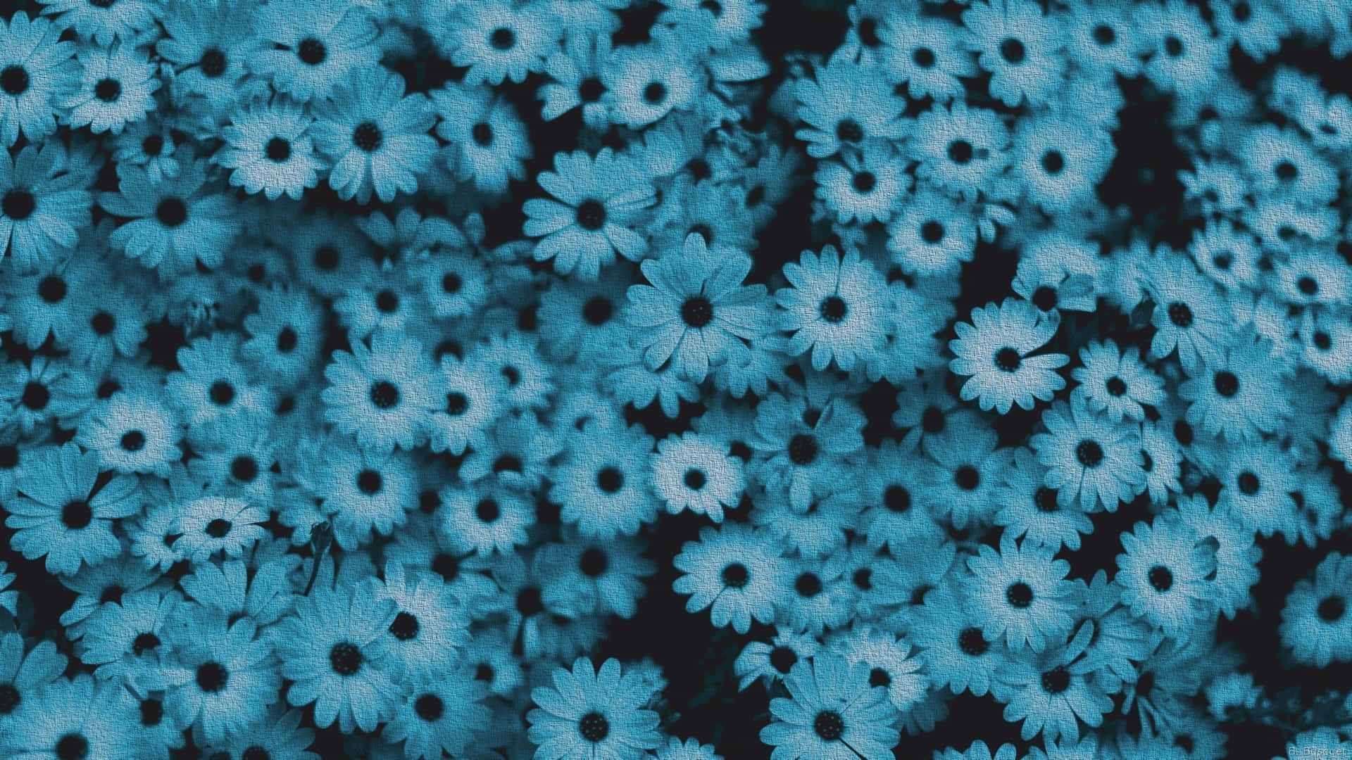 Gänseblümchen, Blumenmeer, Blaue Töne, Muster, Full HD 1080p, Desktop-Hintergrundbild