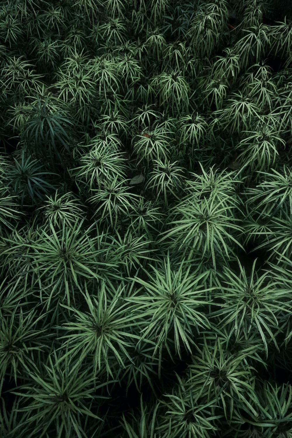 Nadelpflanzen, Grün, Muster, Natur, Vogelperspektive, HD, Hintergrundbild fürs Handy