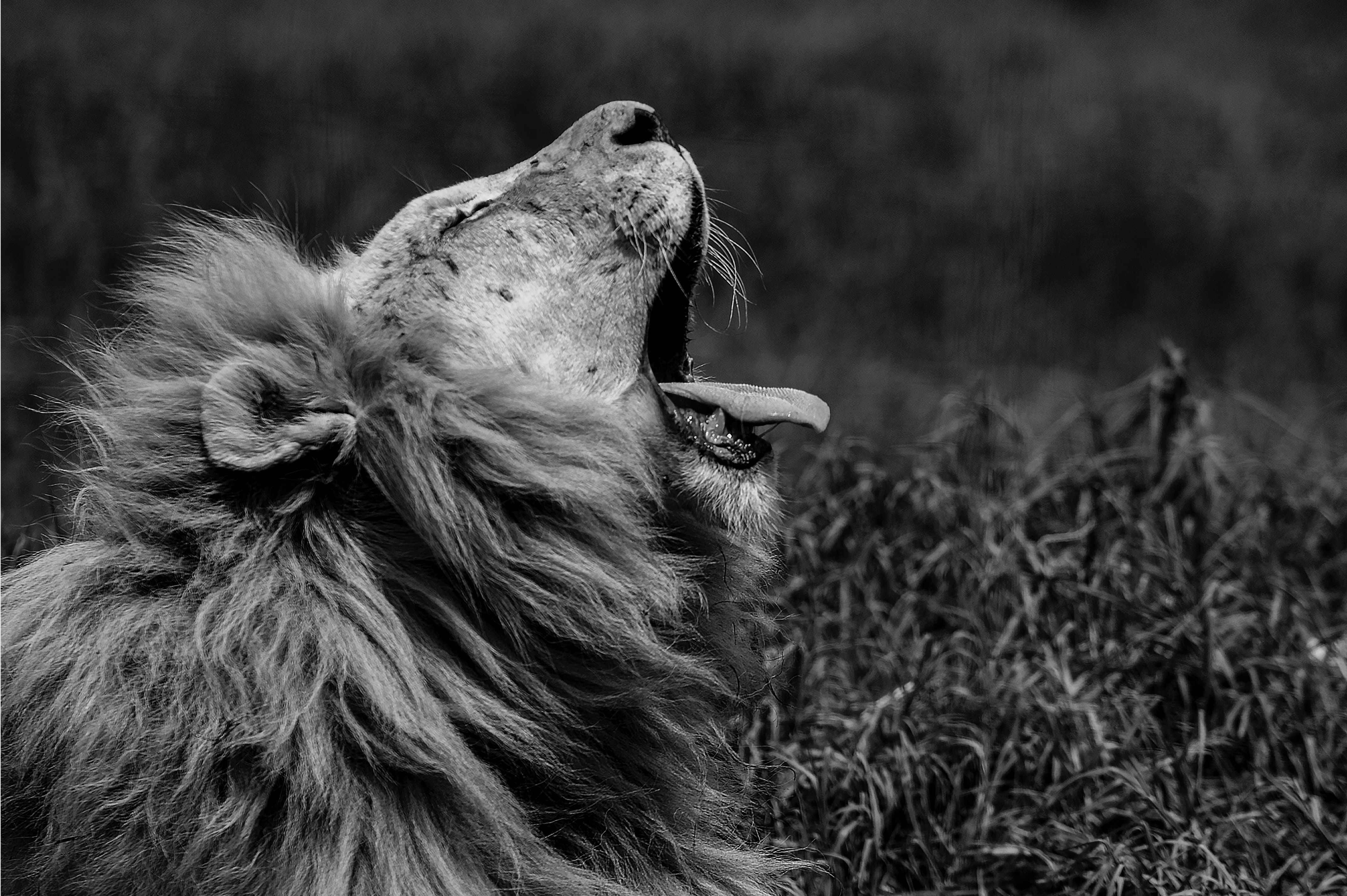 Löwe, Brüllen, Gras, Profil, Schwarz-Weiß, 4K, Hintergrundbild für den PC