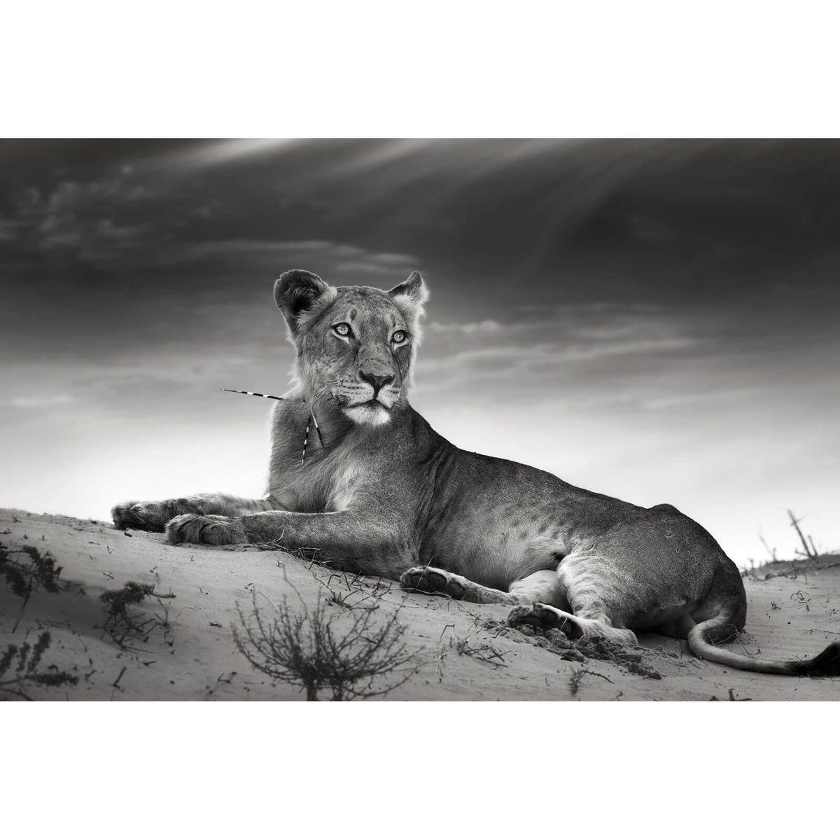 Löwin, Liegend, Sanddüne, Wolkenhimmel, Monochrom, Hintergrundbild für iPad und Tablet
