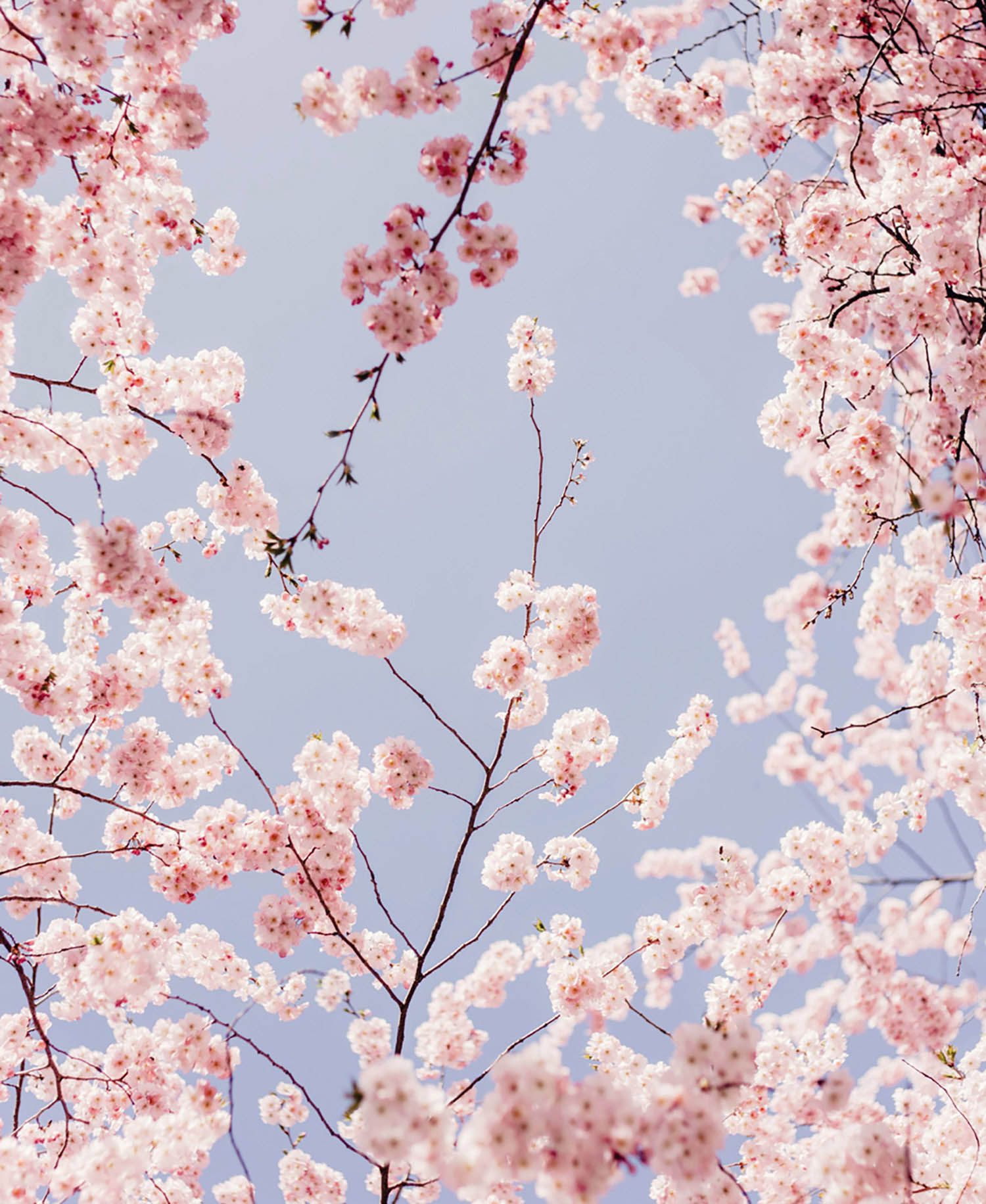 Kirschblüte, Zweige, Frühling, Rosa, Himmel, Hintergrundbild für iPad und Tablet