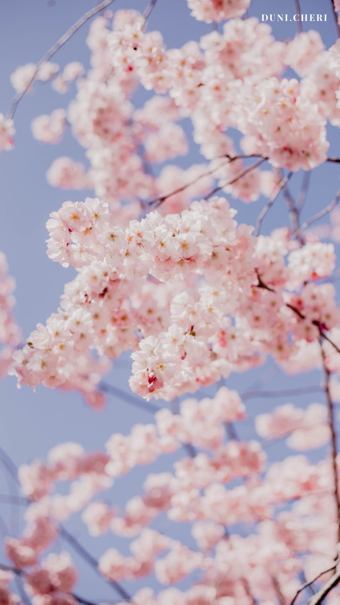 Kirschblüte, Zweige, Frühling, Blauer Himmel, Rosa, Full HD, Handy-Hintergrund im Hochformat