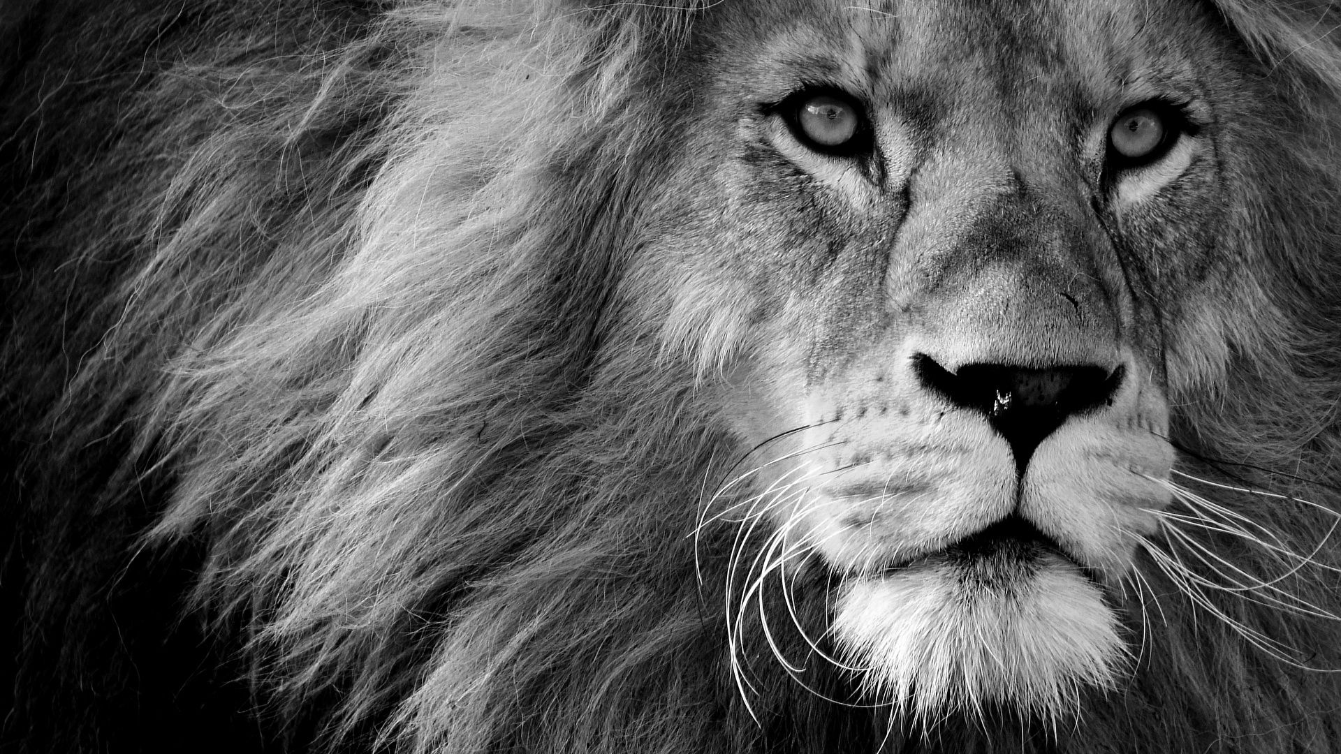 Löwe, Nahaufnahme, Gesicht, Mähne, Augen, Full HD 1080p, Desktop-Hintergrundbild